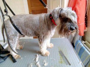 Schnauzer-apres-toilettage