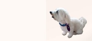 banner-coaching-nomd1truffe