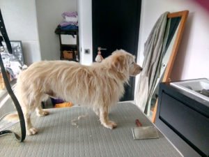 renard-avant-toilettage-nomd1truffe