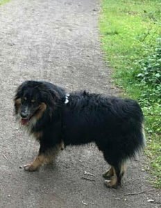 teddy berger australien avant