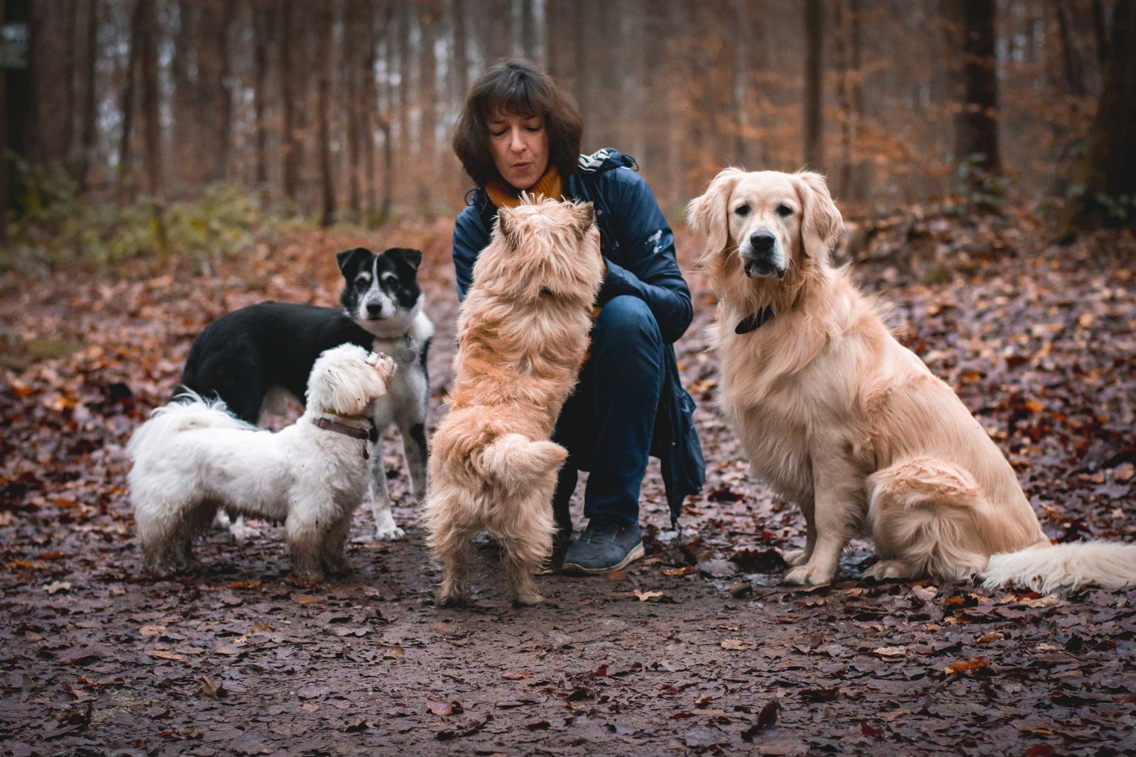 Nomd1truffe promenade et toilettage pour chiens