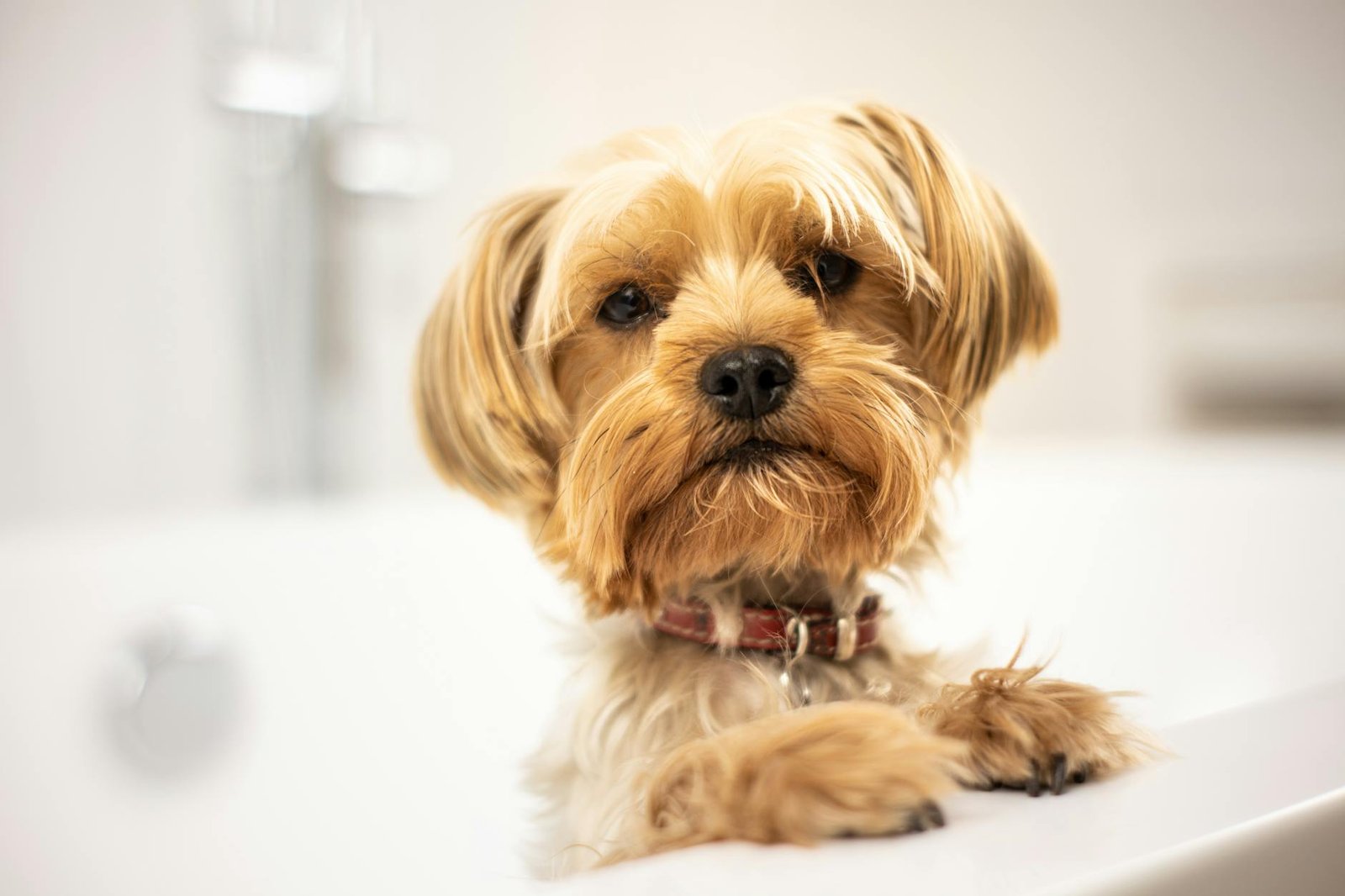 yorkshire terrier in bath